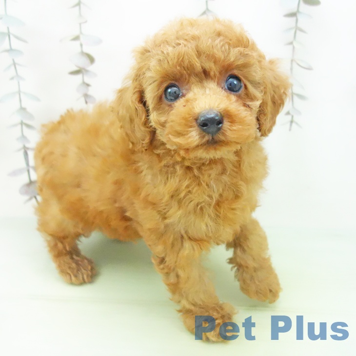 トイ・プードル