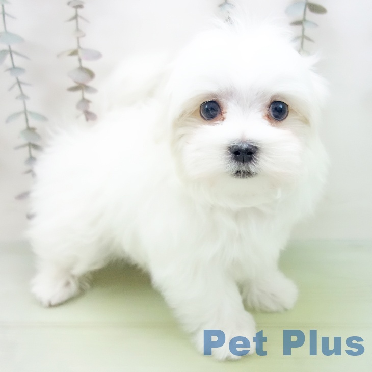石川県のマルチーズ (ペットプラス 白山店/2025年10月14日生まれ/男の子/ホワイト)の子犬の1枚目の画像