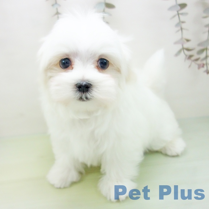 石川県のマルチーズ (ペットプラス 白山店/2025年10月14日生まれ/男の子/ホワイト)の子犬の2枚目の画像