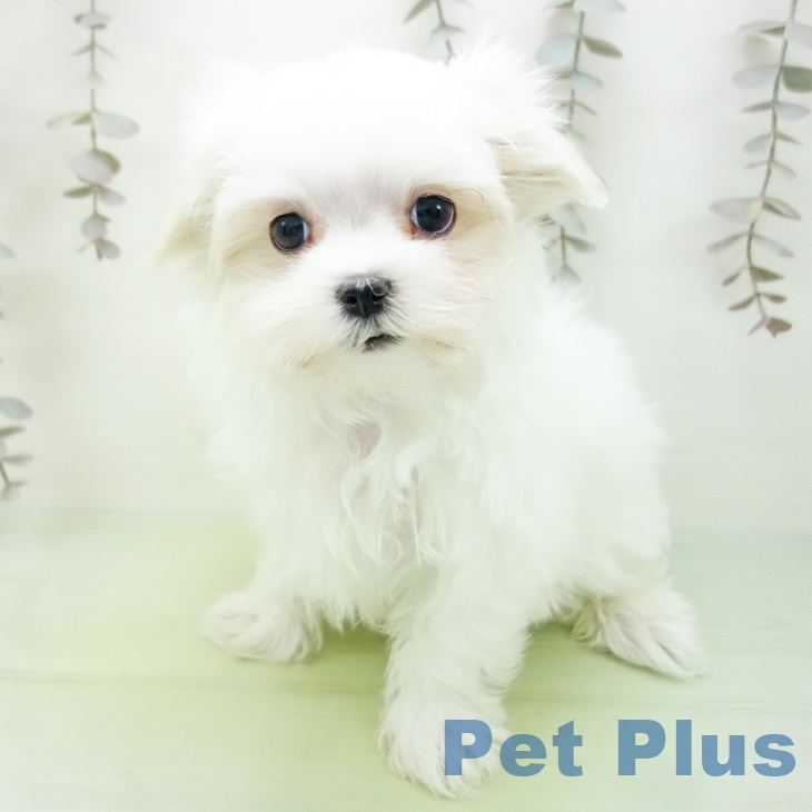 岐阜県のマルチーズ (ペットプラス 各務原店/2025年10月14日生まれ/女の子/ホワイト)の子犬の1枚目の画像