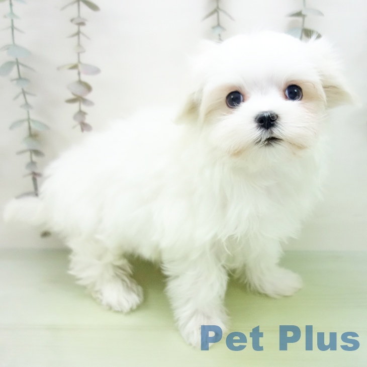 岐阜県のマルチーズ (ペットプラス 各務原店/2025年10月14日生まれ/女の子/ホワイト)の子犬の2枚目の画像