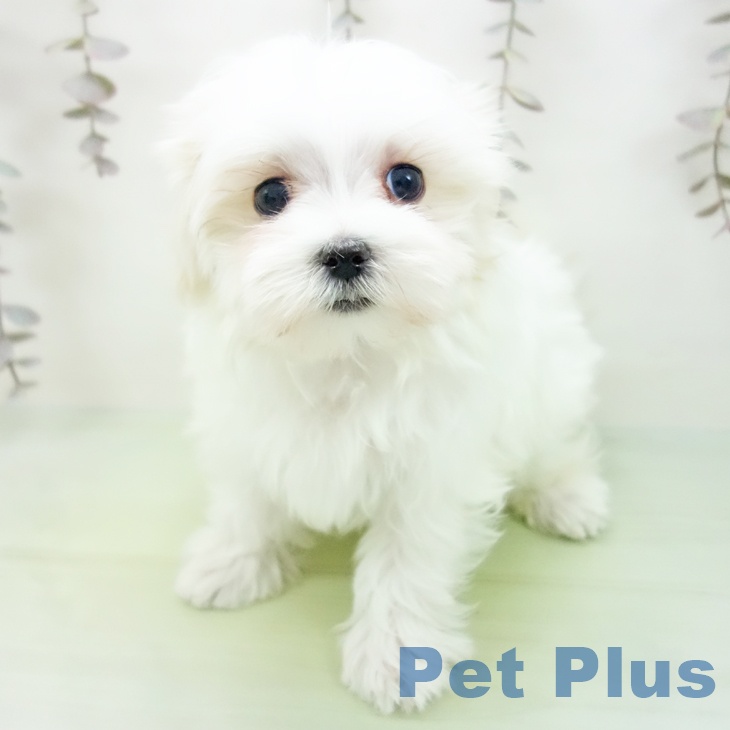 愛知県のマルチーズ (ペットプラス ナゴヤドーム前店/2025年10月14日生まれ/女の子/ホワイト)の子犬の1枚目の画像