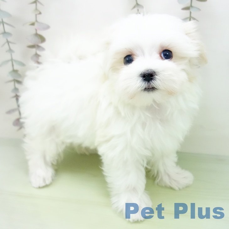 愛知県のマルチーズ (ペットプラス ナゴヤドーム前店/2025年10月14日生まれ/女の子/ホワイト)の子犬の2枚目の画像