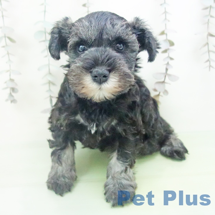 愛知県のミニチュアシュナウザー (ペットプラス 豊田店/2025年10月14日生まれ/男の子/ソルトペッパー)の子犬の1枚目の画像