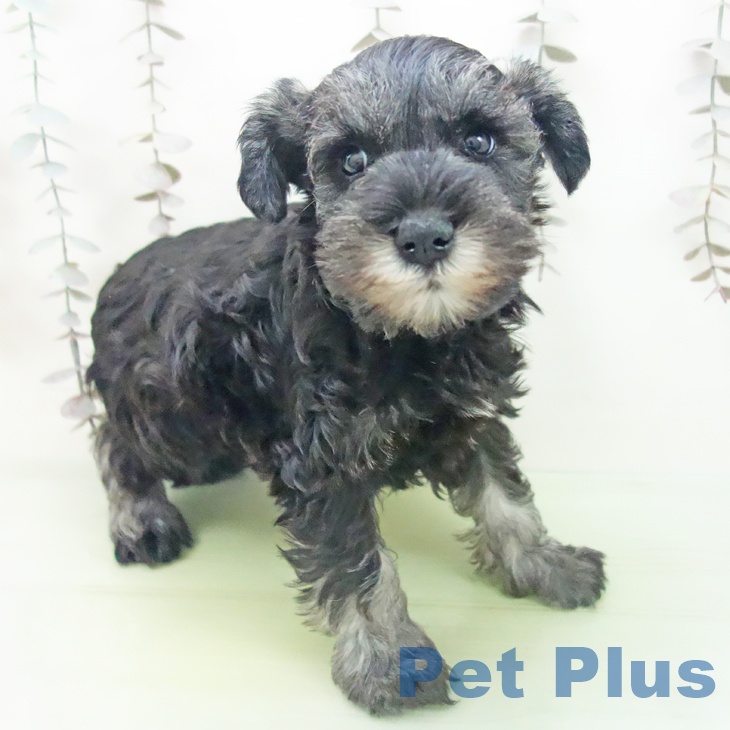 愛知県のミニチュアシュナウザー (ペットプラス 豊田店/2025年10月14日生まれ/男の子/ソルトペッパー)の子犬の2枚目の画像