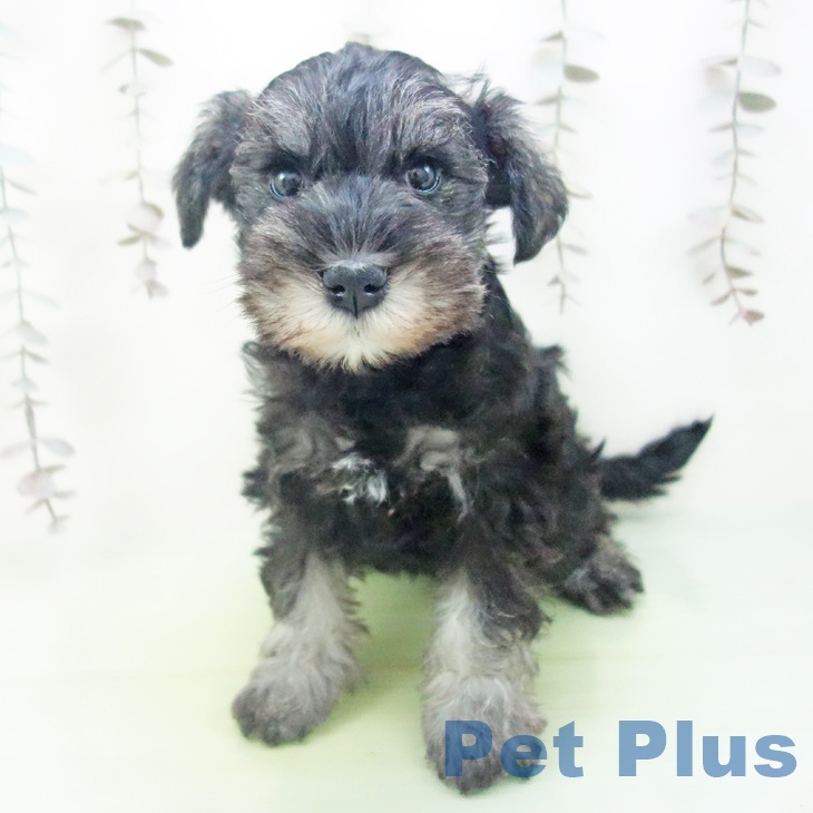 愛知県のミニチュアシュナウザー (ペットプラス 千種店/2025年10月14日生まれ/女の子/ソルトペッパー)の子犬の1枚目の画像