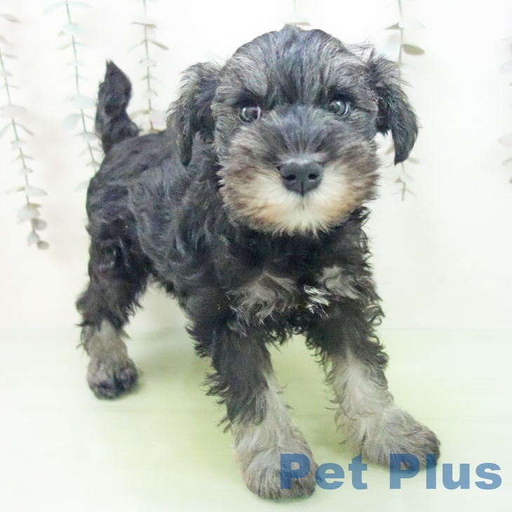 愛知県のミニチュアシュナウザー (ペットプラス 千種店/2025年10月14日生まれ/女の子/ソルトペッパー)の子犬の2枚目の画像