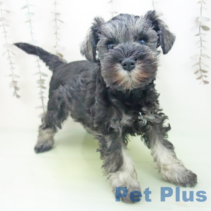 福井県のミニチュアシュナウザー (ペットプラス 福井店/2025年10月14日生まれ/女の子/ソルトペッパー)の子犬の1枚目の画像