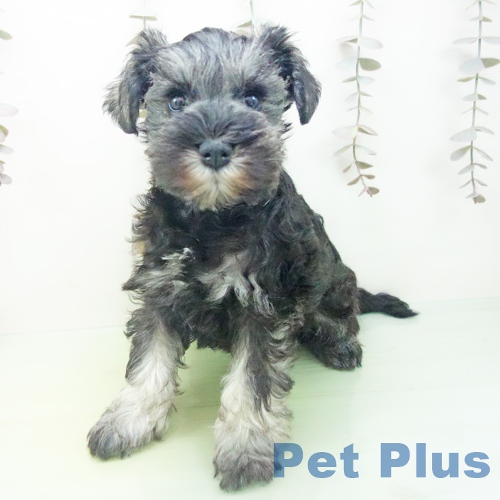 福井県のミニチュアシュナウザー (ペットプラス 福井店/2025年10月14日生まれ/女の子/ソルトペッパー)の子犬の2枚目の画像