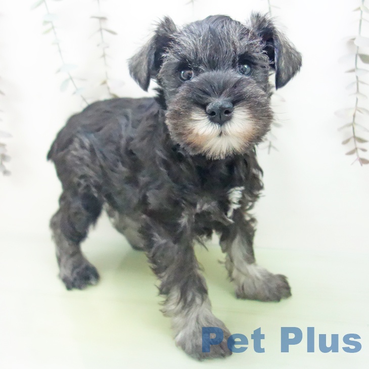 石川県のミニチュアシュナウザー (ペットプラス かほく店/2025年10月14日生まれ/女の子/ソルトペッパー)の子犬の1枚目の画像