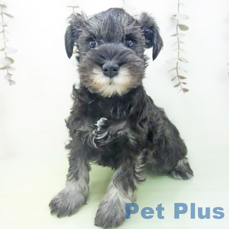 石川県のミニチュアシュナウザー (ペットプラス かほく店/2025年10月14日生まれ/女の子/ソルトペッパー)の子犬の2枚目の画像