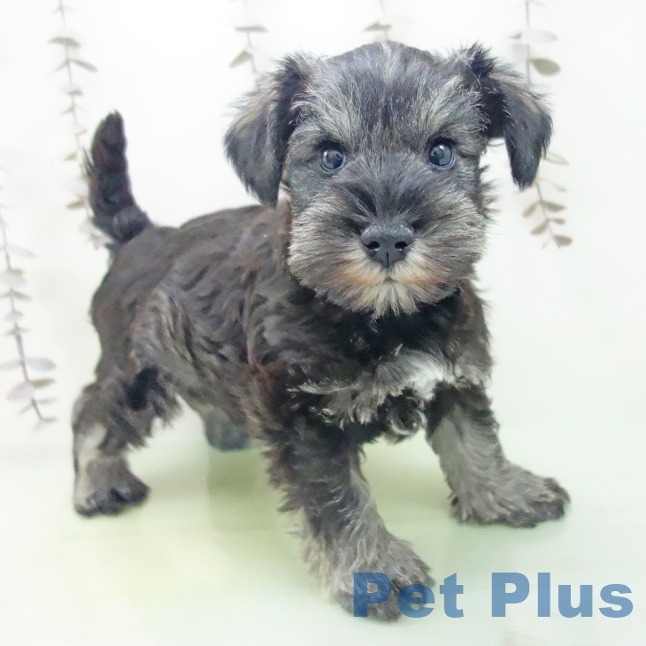 ミニチュア・シュナウザー