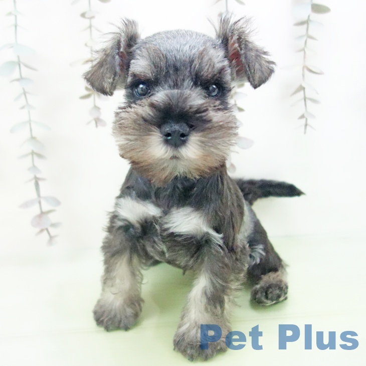 ミニチュア・シュナウザー