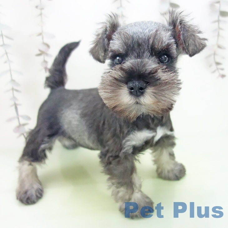 ミニチュア・シュナウザー