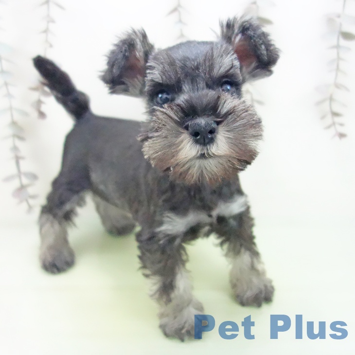 ミニチュア・シュナウザー