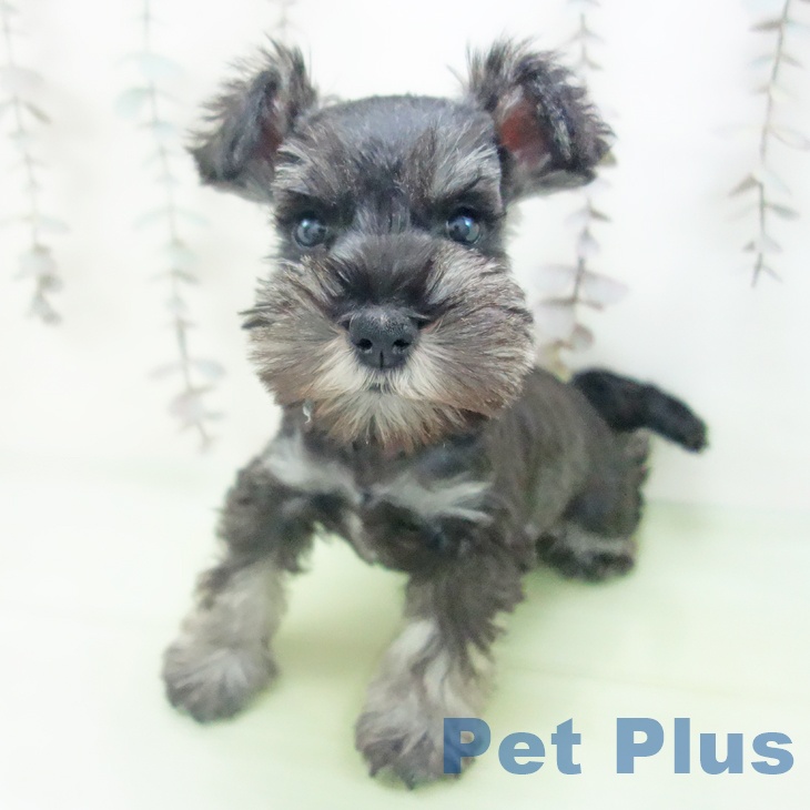 ミニチュア・シュナウザー