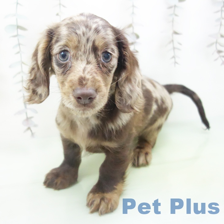 愛知県のミニチュアダックスフンド(ロング) (ペットプラス イオンモール豊川店/2025年10月15日生まれ/男の子/チョコレートダップル)の子犬の1枚目の画像