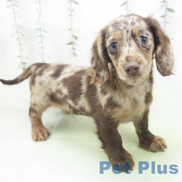 愛知県のミニチュアダックスフンド(ロング) (ペットプラス イオンモール豊川店/2025年10月15日生まれ/男の子/チョコレートダップル)の子犬の2枚目の画像