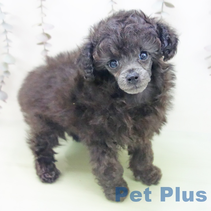 トイ・プードル