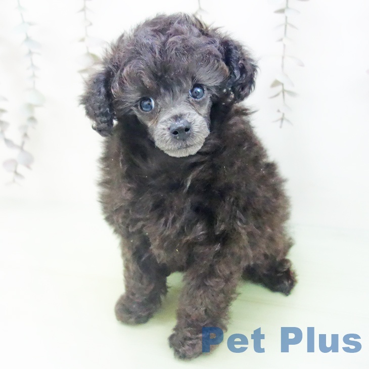 トイ・プードル