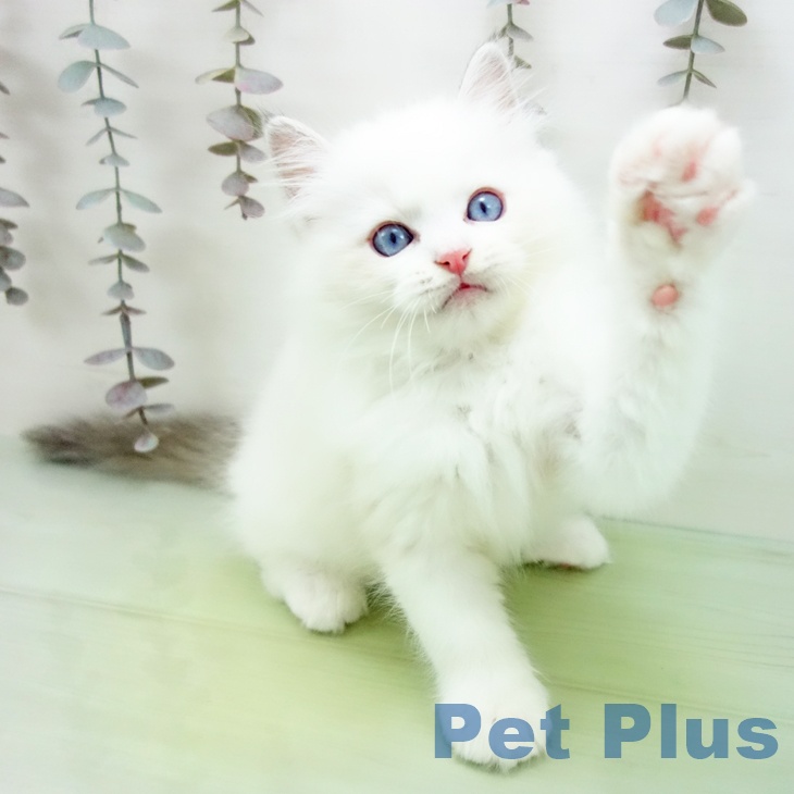 愛知県のラグドール (ペットプラス 則武新町店/2025年10月11日生まれ/男の子/ブルーポイントバイカラー)の子猫の1枚目の画像