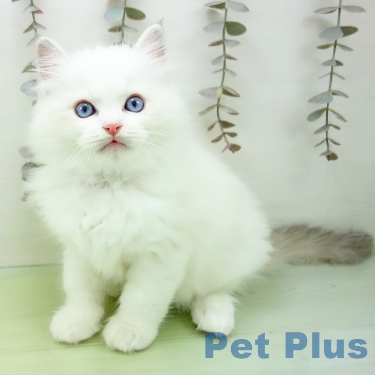 愛知県のラグドール (ペットプラス 則武新町店/2025年10月11日生まれ/男の子/ブルーポイントバイカラー)の子猫の2枚目の画像