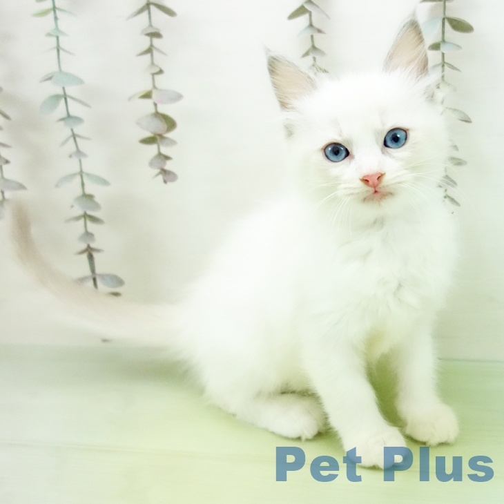 愛知県のラグドール (ペットプラス ナゴヤドーム前店/2025年10月11日生まれ/女の子/ブルーポイントバイカラー)の子猫の1枚目の画像