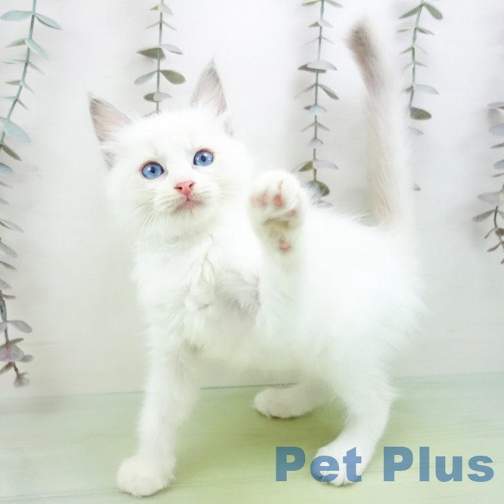 愛知県のラグドール (ペットプラス ナゴヤドーム前店/2025年10月11日生まれ/女の子/ブルーポイントバイカラー)の子猫の2枚目の画像