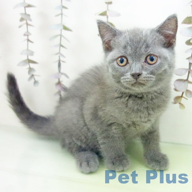 ブリティッシュショートヘア