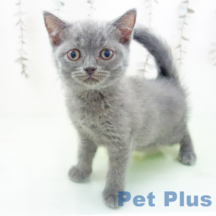 ブリティッシュショートヘア