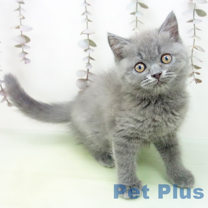 ブリティッシュショートヘア