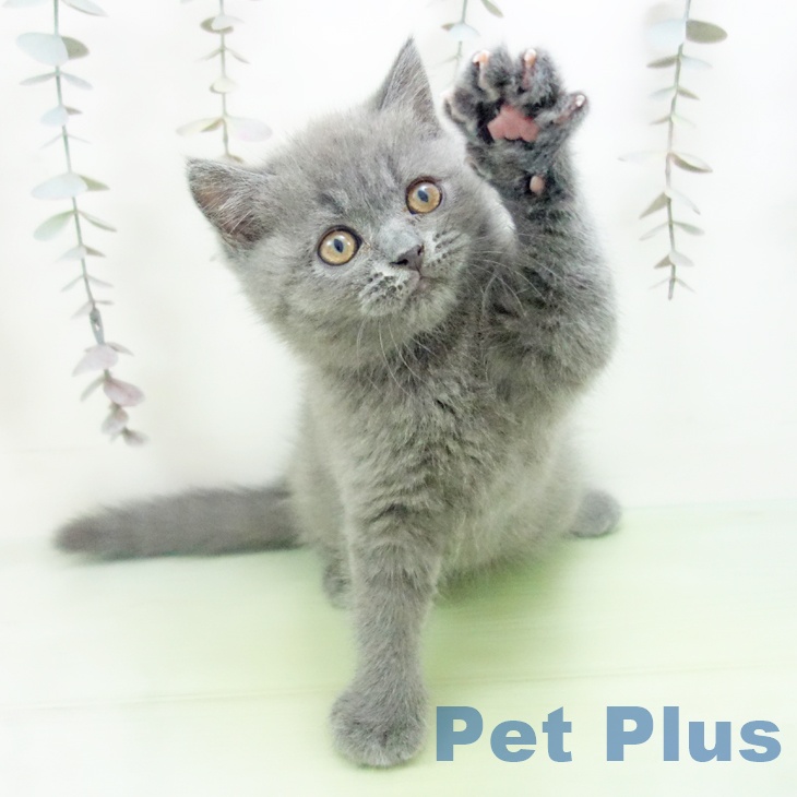 ブリティッシュショートヘア