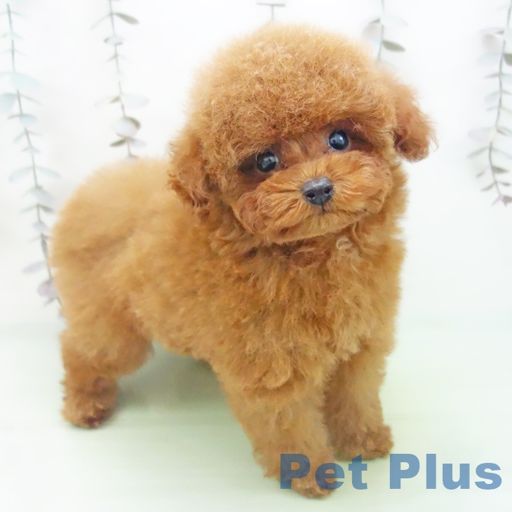 愛知県のトイプードル(トイ) (ペットプラス ナゴヤドーム前店/2025年10月2日生まれ/男の子/レッド)の子犬の1枚目の画像