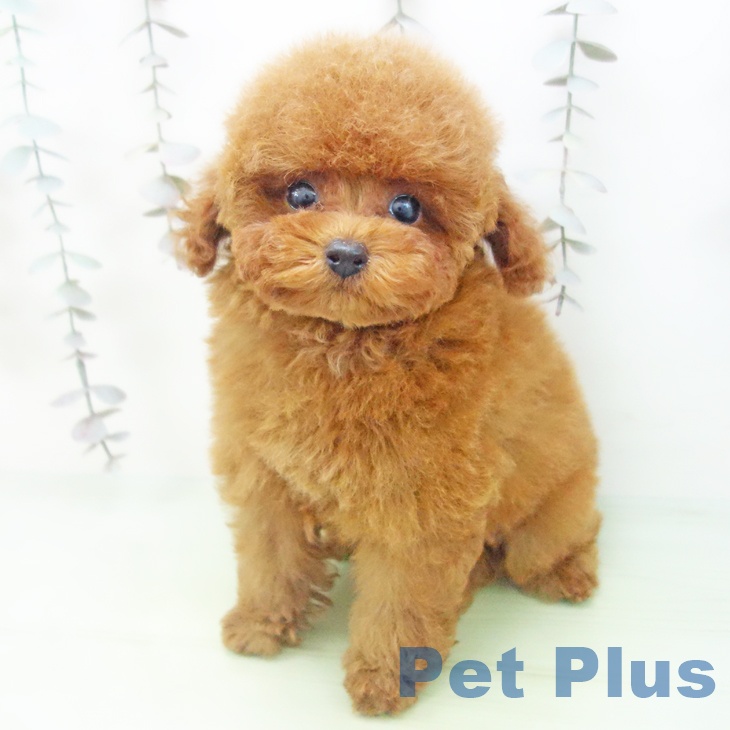 愛知県のトイプードル(トイ) (ペットプラス ナゴヤドーム前店/2025年10月2日生まれ/男の子/レッド)の子犬の2枚目の画像