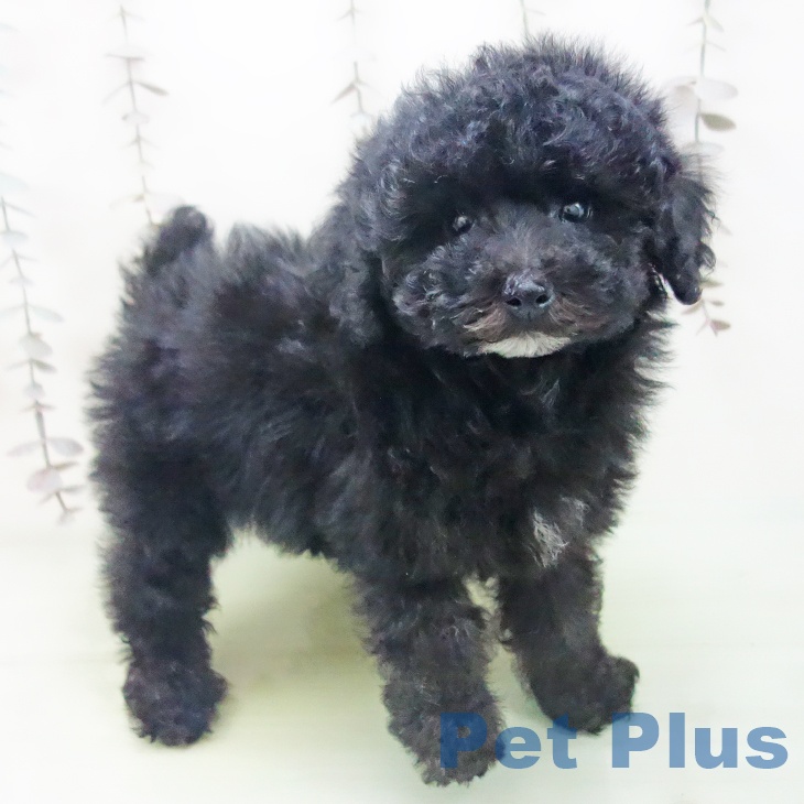三重県のトイプードル(トイ) (ペットプラス 津南店/2025年10月14日生まれ/男の子/ブラック)の子犬の1枚目の画像