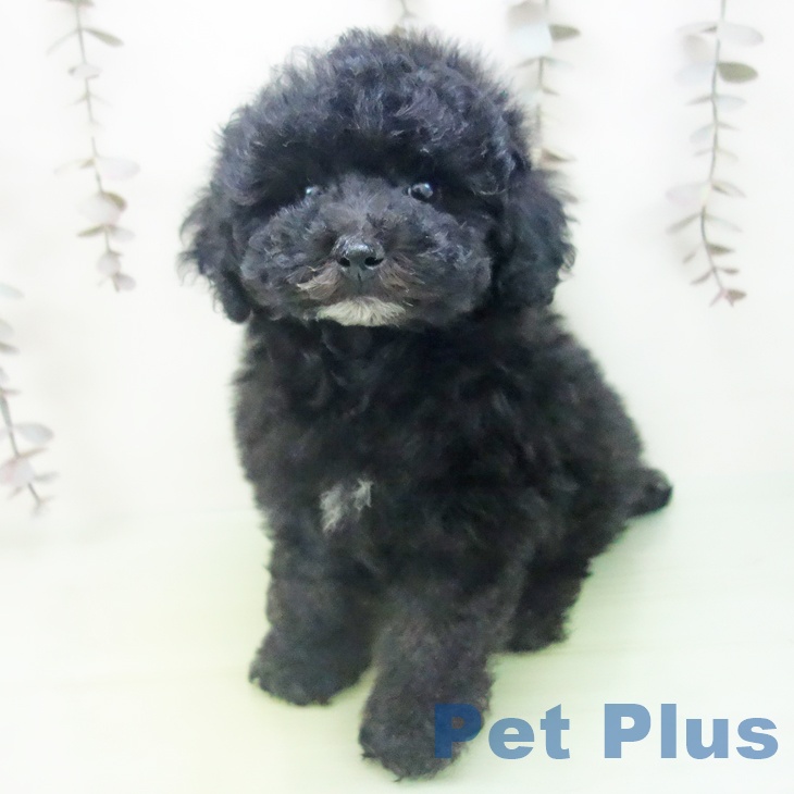 三重県のトイプードル(トイ) (ペットプラス 津南店/2025年10月14日生まれ/男の子/ブラック)の子犬の2枚目の画像
