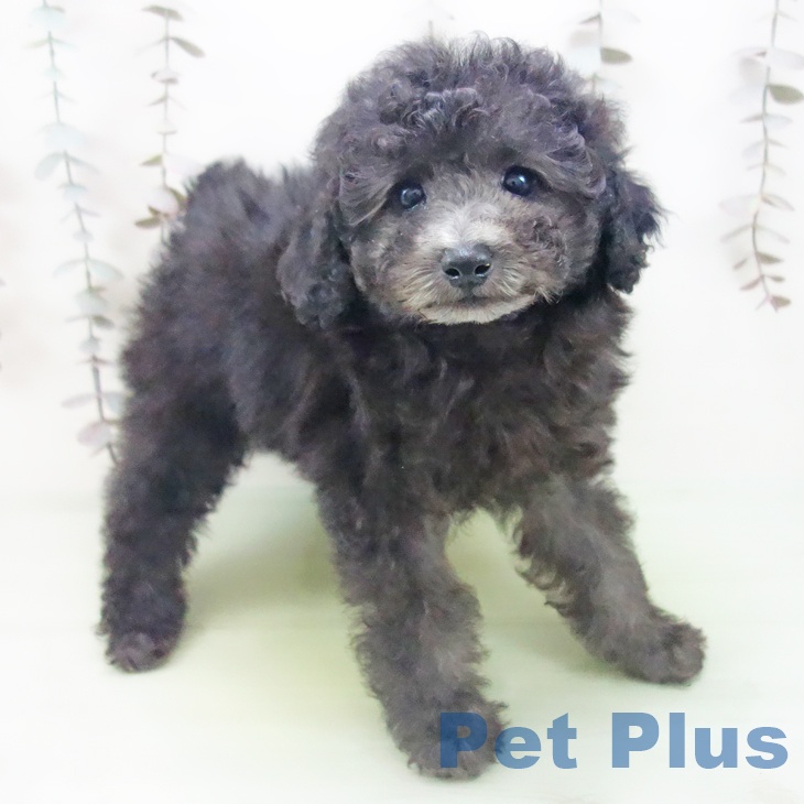 愛知県のトイプードル(トイ) (ペットプラス 三好店/2025年10月14日生まれ/女の子/シルバー)の子犬の1枚目の画像