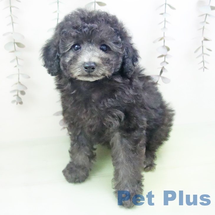 愛知県のトイプードル(トイ) (ペットプラス 三好店/2025年10月14日生まれ/女の子/シルバー)の子犬の2枚目の画像