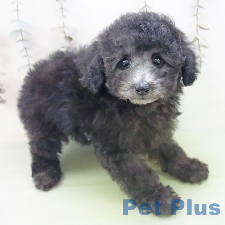 トイ・プードル