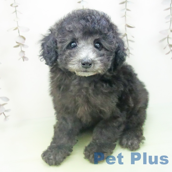 トイ・プードルの写真2