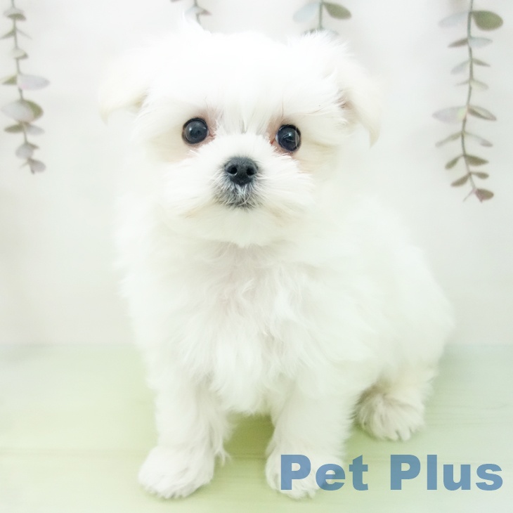 愛知県のマルチーズ (ペットプラス 岡崎店/2025年10月14日生まれ/男の子/ホワイト)の子犬の1枚目の画像