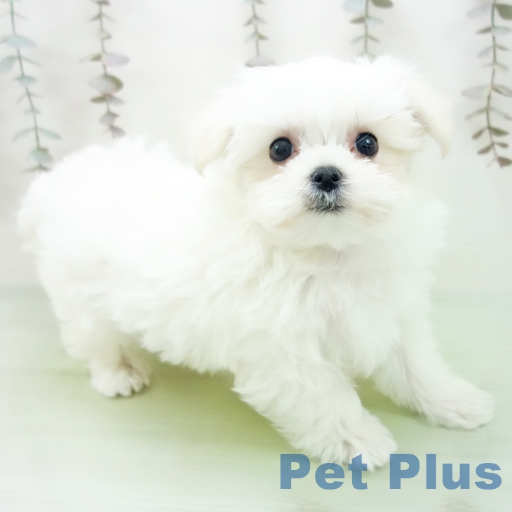愛知県のマルチーズ (ペットプラス 岡崎店/2025年10月14日生まれ/男の子/ホワイト)の子犬の2枚目の画像