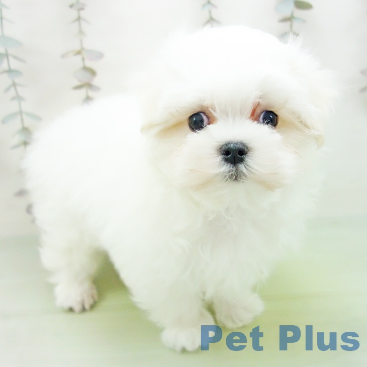 愛知県のマルチーズ (ペットプラス 三好店/2025年10月14日生まれ/男の子/ホワイト)の子犬の1枚目の画像