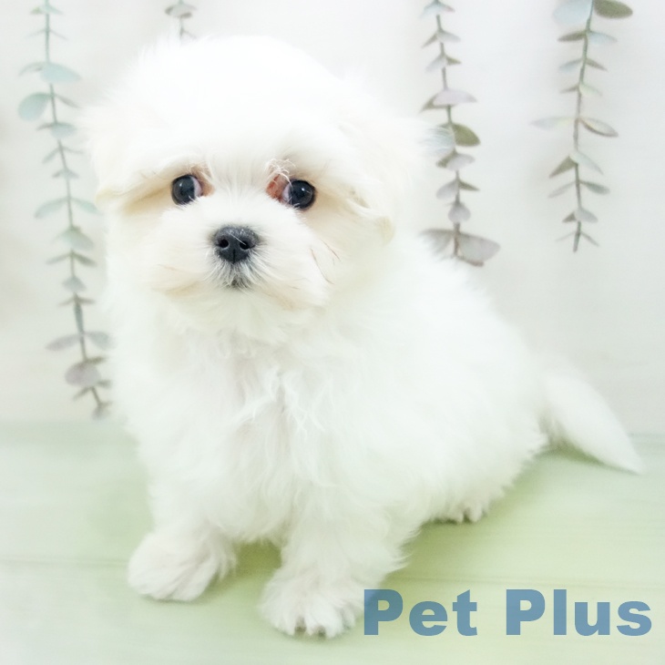 愛知県のマルチーズ (ペットプラス 三好店/2025年10月14日生まれ/男の子/ホワイト)の子犬の2枚目の画像