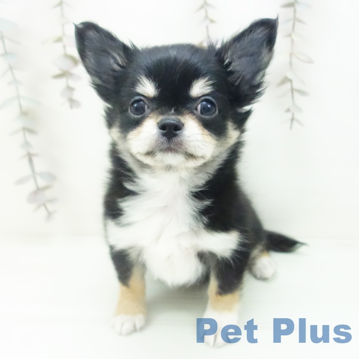愛知県のチワワ(ロング) (ペットプラス イオンモール長久手店/2025年10月14日生まれ/男の子/ブラッククリームホワイト)の子犬の1枚目の画像