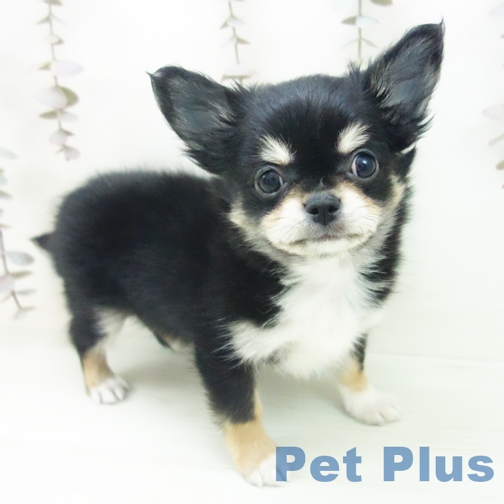 愛知県のチワワ(ロング) (ペットプラス イオンモール長久手店/2025年10月14日生まれ/男の子/ブラッククリームホワイト)の子犬の2枚目の画像