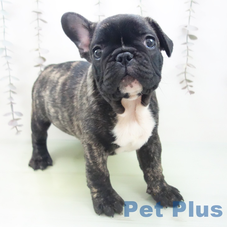 愛知県のフレンチブルドッグ (ペットプラス 千音寺店/2025年10月16日生まれ/男の子/ブリンドルホワイト)の子犬の1枚目の画像