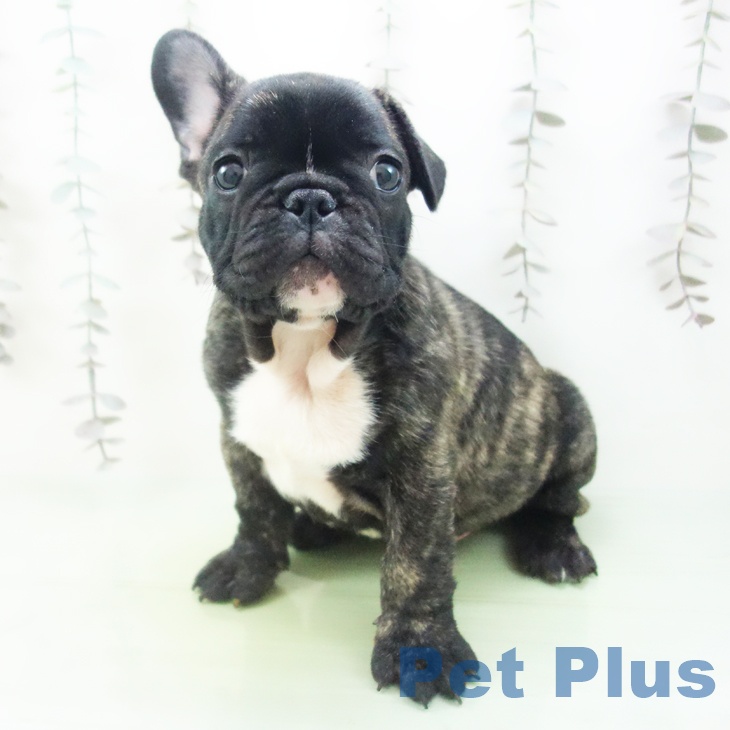 愛知県のフレンチブルドッグ (ペットプラス 千音寺店/2025年10月16日生まれ/男の子/ブリンドルホワイト)の子犬の2枚目の画像