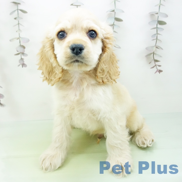 三重県のアメリカンコッカースパニエル (ペットプラス 鈴鹿店/2025年10月17日生まれ/男の子/バフ)の子犬の1枚目の画像