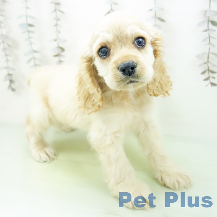 三重県のアメリカンコッカースパニエル (ペットプラス 鈴鹿店/2025年10月17日生まれ/男の子/バフ)の子犬の2枚目の画像